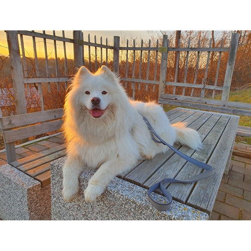 Mr.Pet spletna trgovina