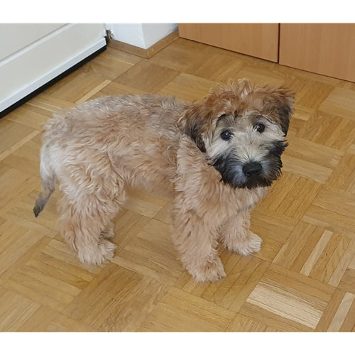 Mr.Pet spletna trgovina