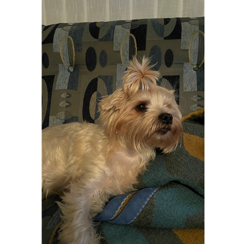 Mr.Pet spletna trgovina