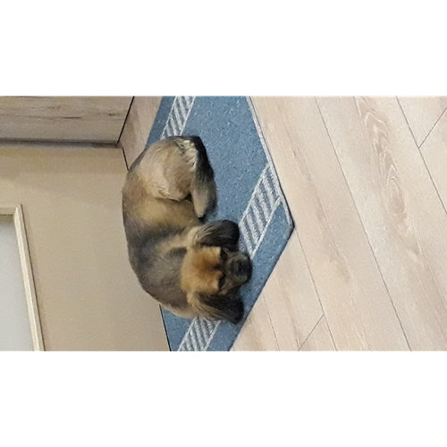 Mr.Pet spletna trgovina