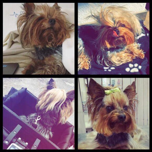 Mr.Pet spletna trgovina