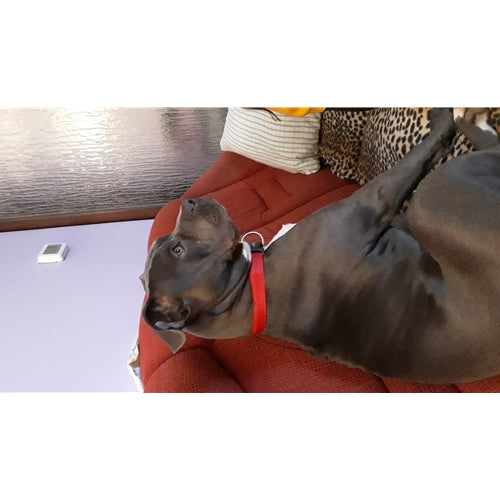 Mr.Pet spletna trgovina