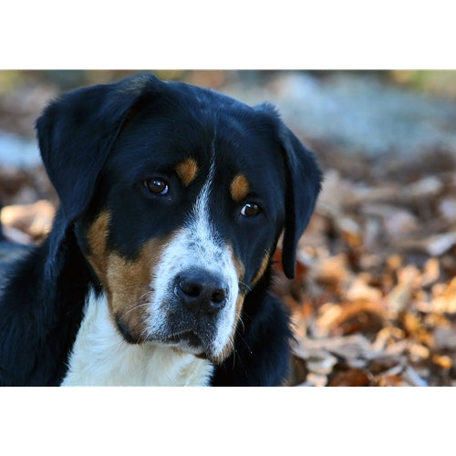 Mr.Pet spletna trgovina