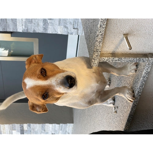 Mr.Pet spletna trgovina