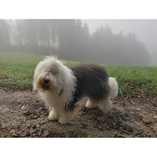 Mr.Pet spletna trgovina