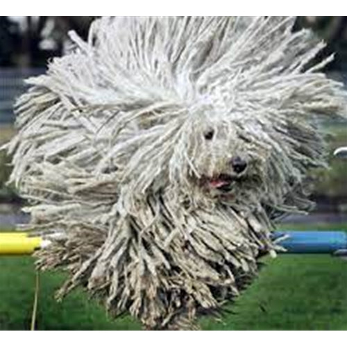 Mr.Pet spletna trgovina