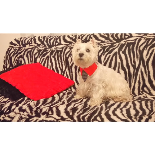 Mr.Pet spletna trgovina
