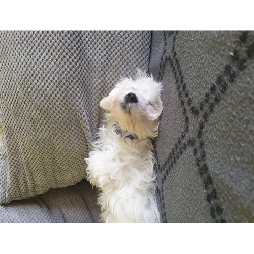 Mr.Pet spletna trgovina