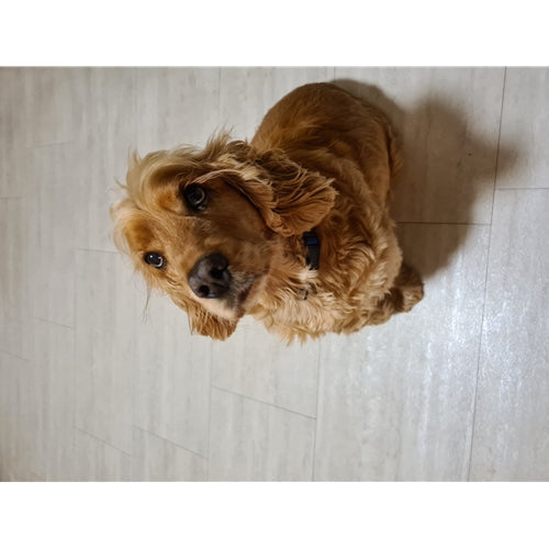 Mr.Pet spletna trgovina