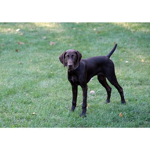 Mr.Pet spletna trgovina