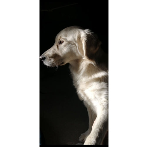 Mr.Pet spletna trgovina