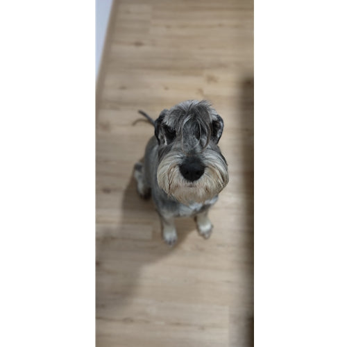 Mr.Pet spletna trgovina