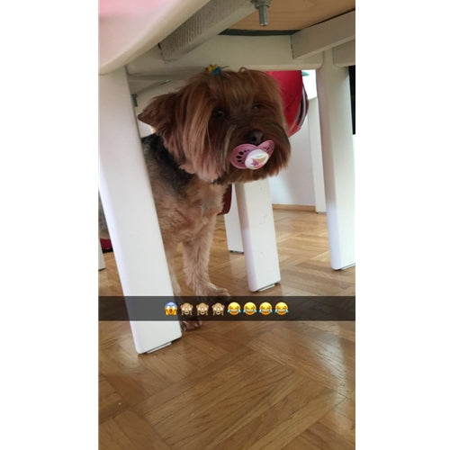Mr.Pet spletna trgovina