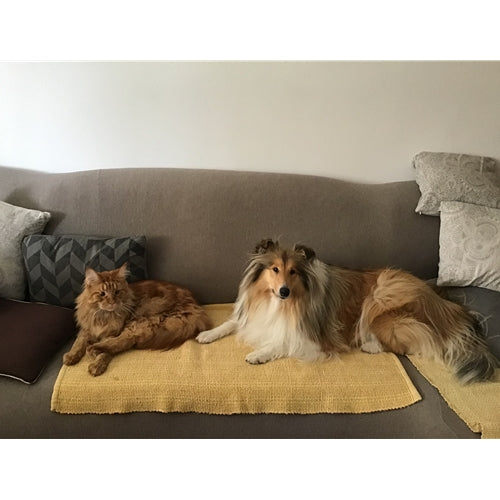 Mr.Pet spletna trgovina