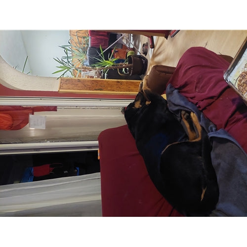 Mr.Pet spletna trgovina