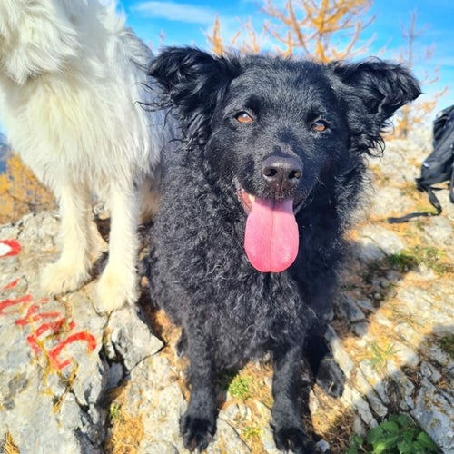 Mr.Pet spletna trgovina