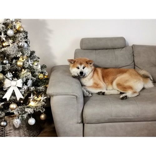 Mr.Pet spletna trgovina