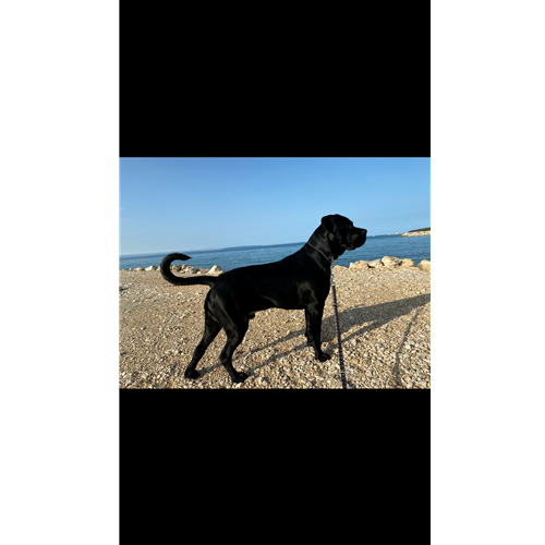 Mr.Pet spletna trgovina