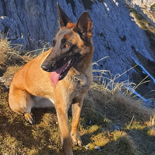 Mr.Pet spletna trgovina