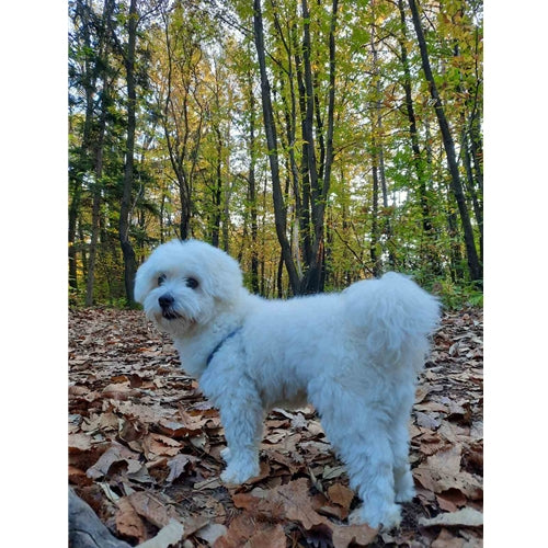 Mr.Pet spletna trgovina