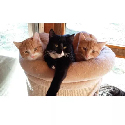 Spletna trgovina Mr.Pet