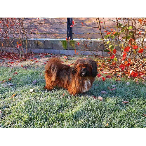 Mr.Pet spletna trgovina