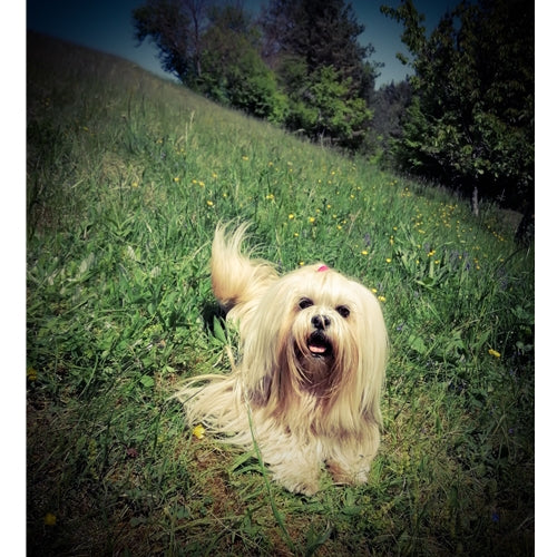 Mr.Pet spletna trgovina