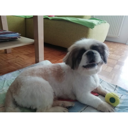 Mr.Pet spletna trgovina
