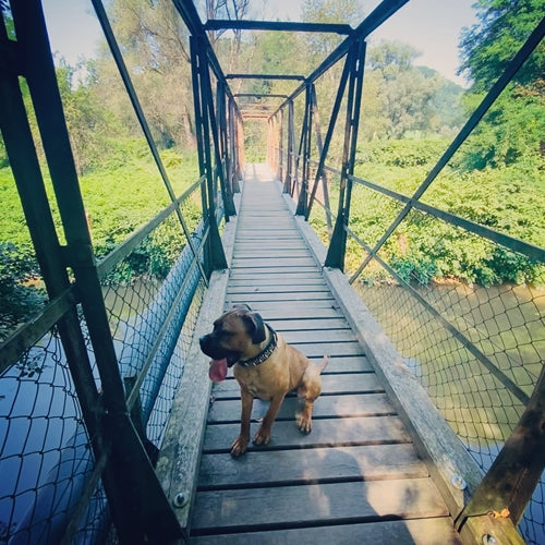 Mr.Pet spletna trgovina
