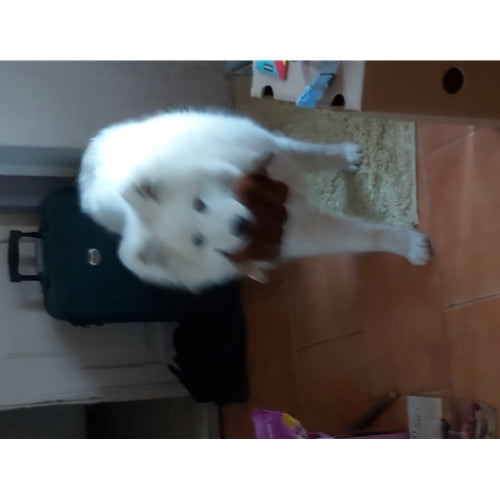 Mr.Pet spletna trgovina