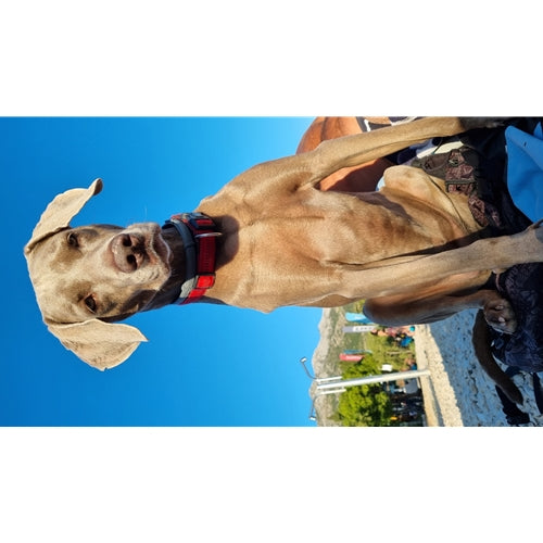Mr.Pet spletna trgovina