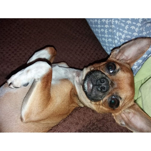 Mr.Pet spletna trgovina
