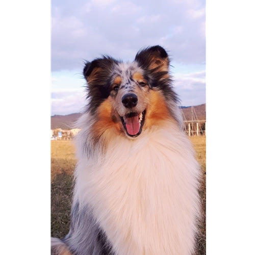 Mr.Pet spletna trgovina