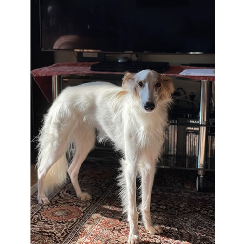 Mr.Pet spletna trgovina