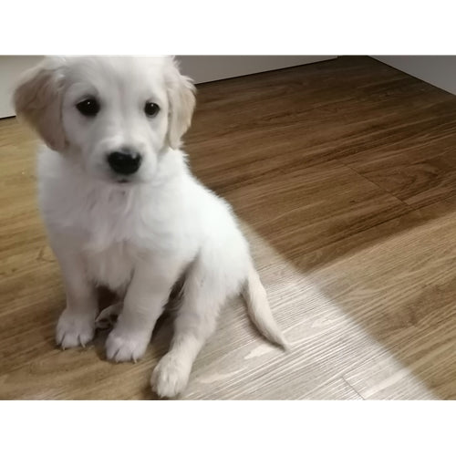 Mr.Pet spletna trgovina