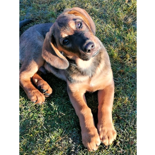Mr.Pet spletna trgovina