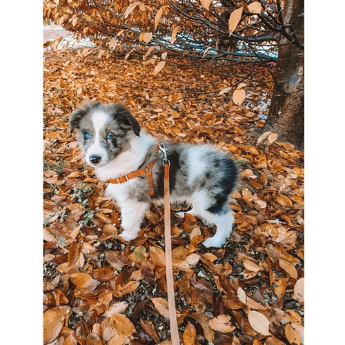Mr.Pet spletna trgovina