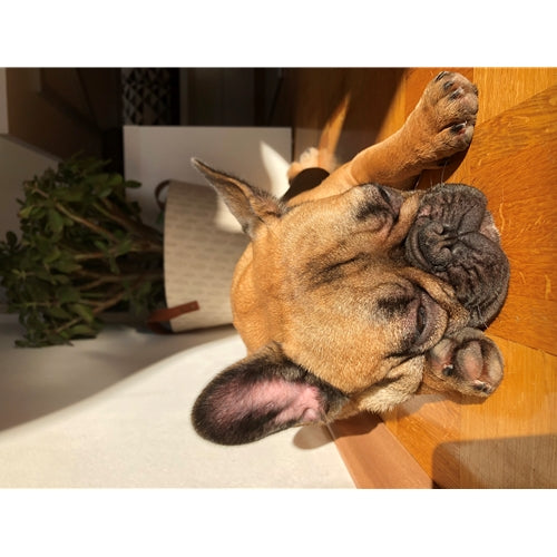 Mr.Pet spletna trgovina