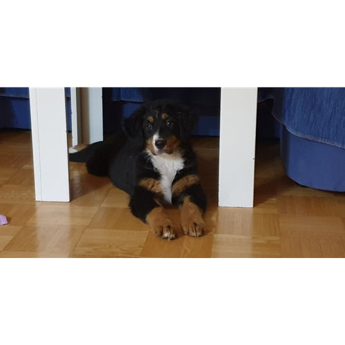 Mr.Pet spletna trgovina