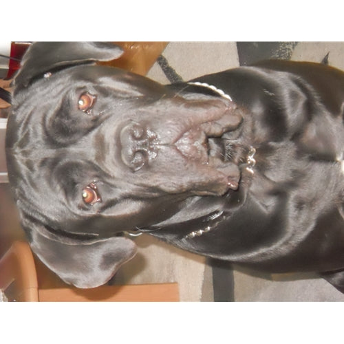 Mr.Pet spletna trgovina