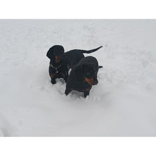 Mr.Pet spletna trgovina