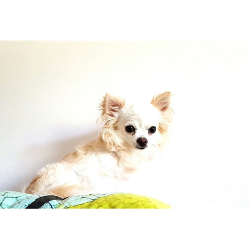 Mr.Pet spletna trgovina