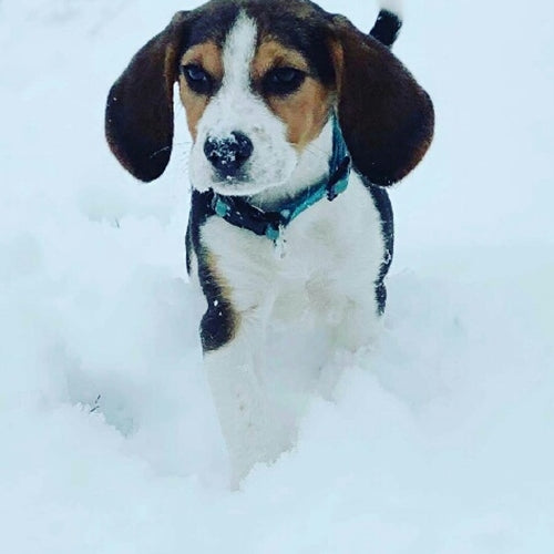 Mr.Pet spletna trgovina