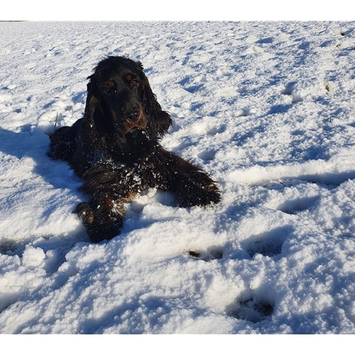 Mr.Pet spletna trgovina