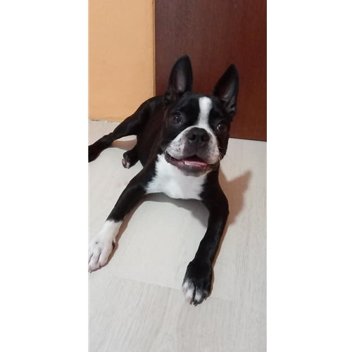 Mr.Pet spletna trgovina