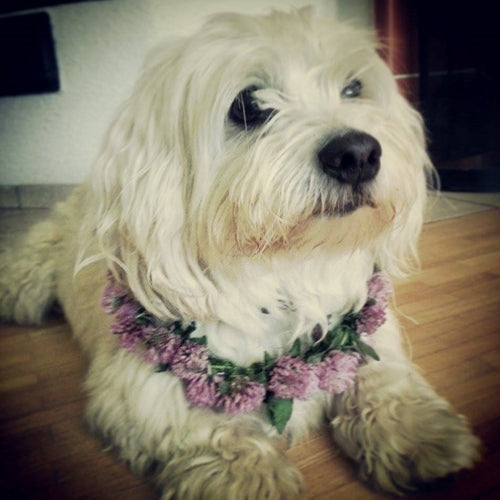 Mr.Pet spletna trgovina