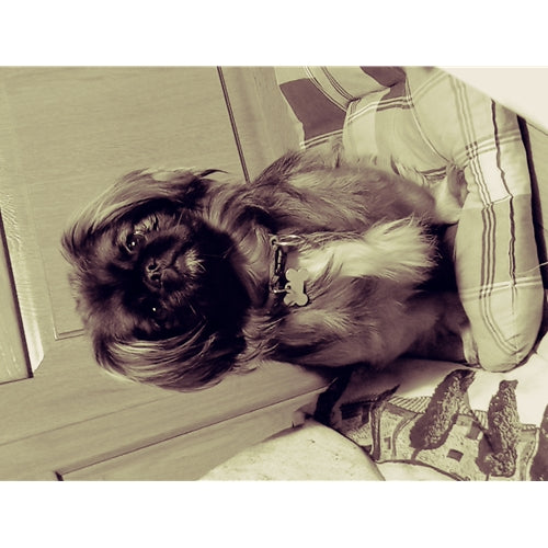 Mr.Pet spletna trgovina