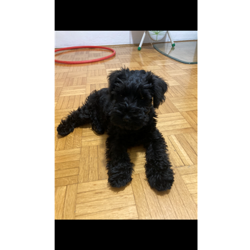 Mr.Pet spletna trgovina