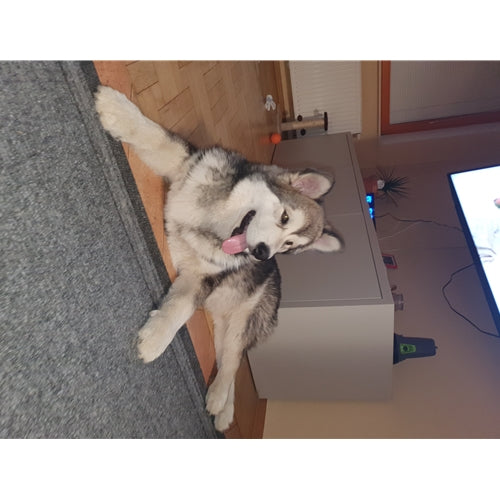 Mr.Pet spletna trgovina