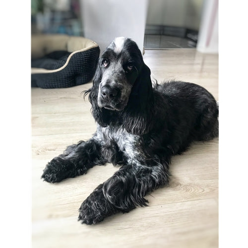 Mr.Pet spletna trgovina